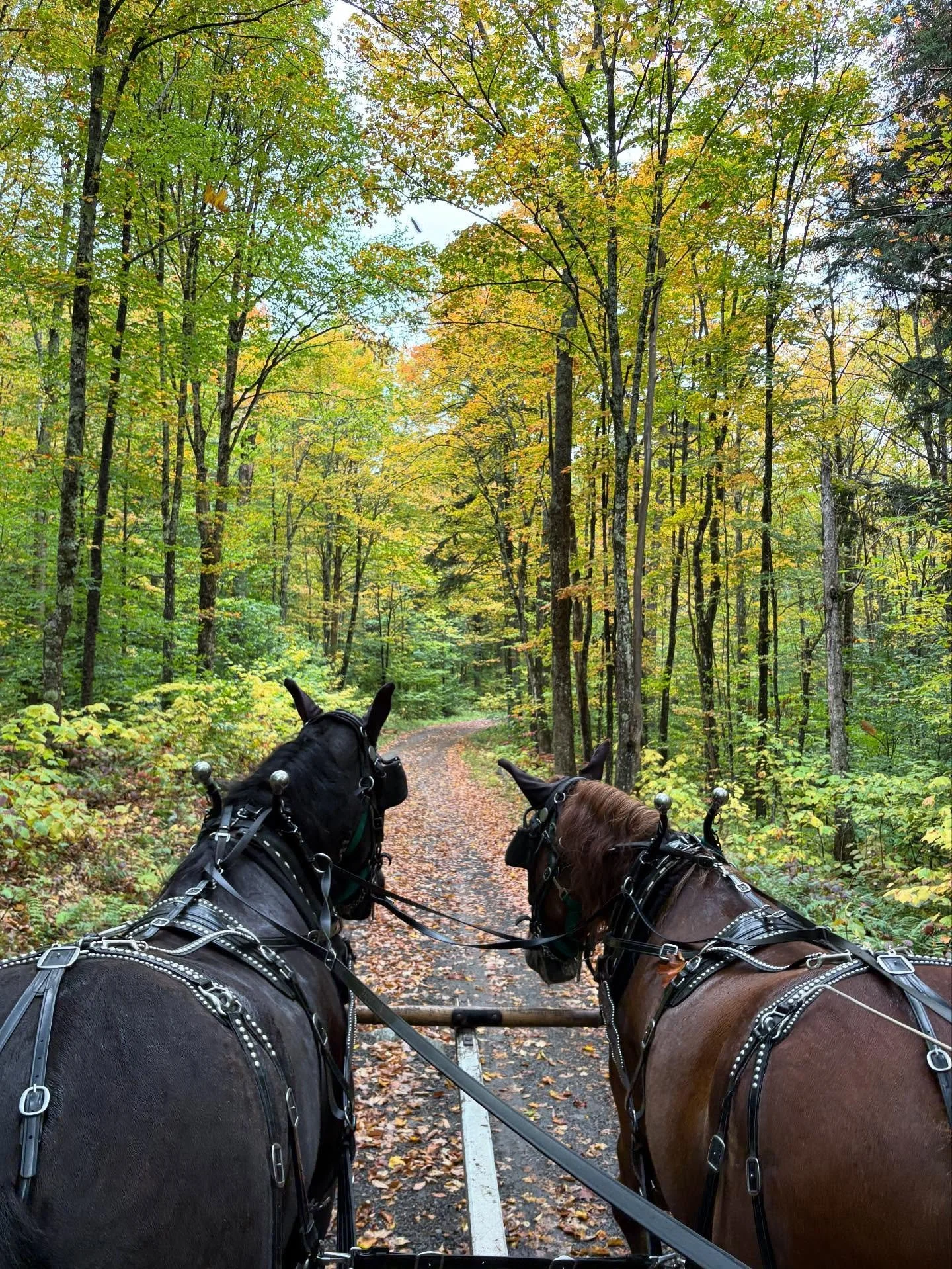 Catch the colors while you can! Guided tours of the Main Camp continue on Saturdays at 11 a.m., 1 p.m. and 3 p.m. through Oct. 11. 
Hike, bike, rent a mobility device or take the wagon to see #CampSantanoni in all its autumn glory! 🍂🍁
