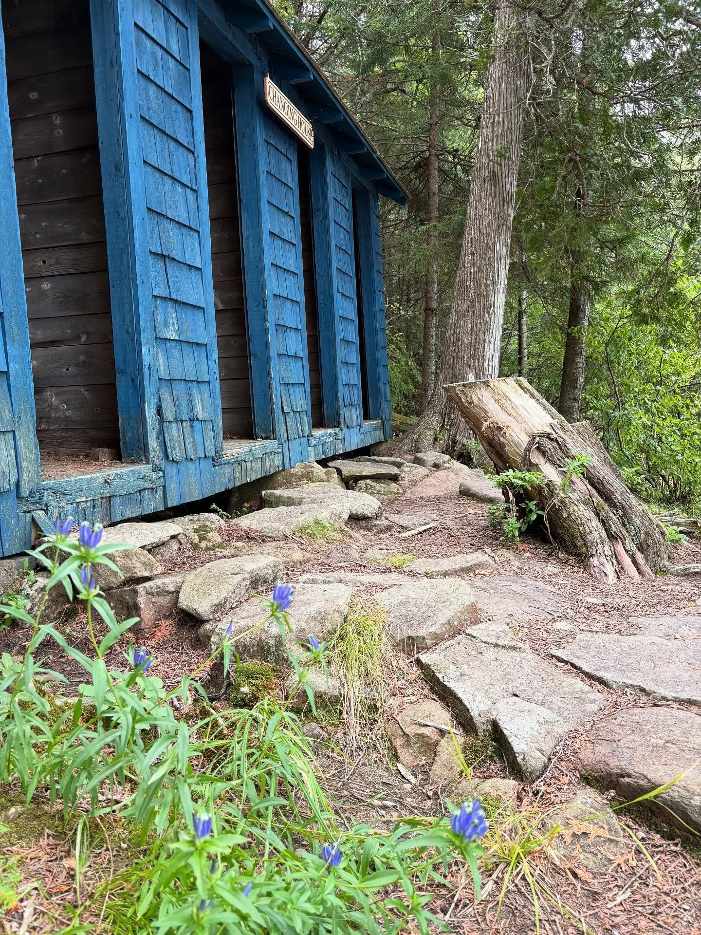 Who wore it better, the #CampSantanoni Bath House or the narrowleaf gentian? 🪻

Have you visited this area of the Main Camp complex? The Bath House was built by the Pruyns near a nice natural beach along #NewcombLake. It can still be accessed via a 