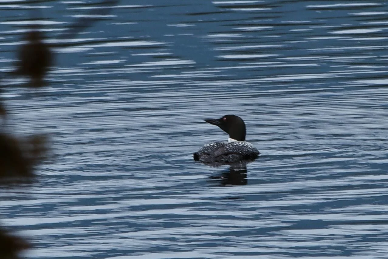We had a special guest at our 11 a.m. tour today! It&rsquo;s been great to hear the loons call across Newcomb Lake all summer and it&rsquo;s even more special to see them from the Main Camp porch! 

Tours continue at 11 a.m., 1 p.m. and 3 p.m. throug