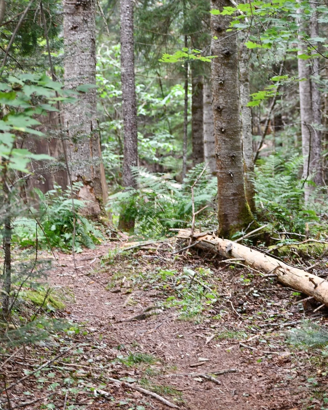 Want to make a huge difference at the #SantanoniPreserve? Help us maintain the Newcomb Lake Trail at a volunteer day on Nov. 8. We will meet at the Newcomb Lake Road Trailhead at 7 a.m.  Wear warm layers and hiking boots and bring a lunch, snacks, pl