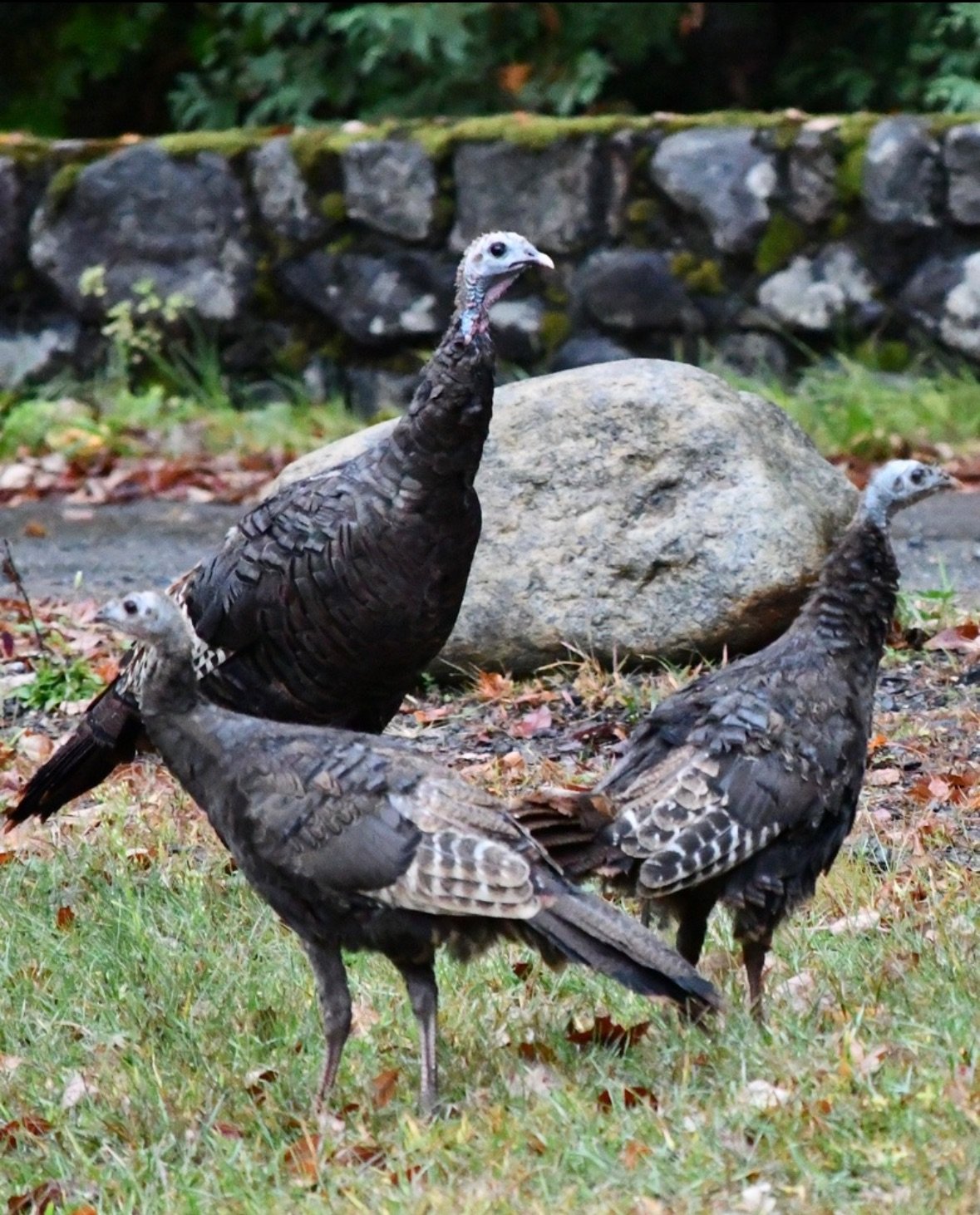 In honor of the upcoming Thanksgiving holiday, we're featuring our friendly neighborhood turkeys on this #WildlifeWednesday. Turkeys were a common sight at #GreatCampSantanoni even before the Pruyns developed their farm (complete with turkey run). Th