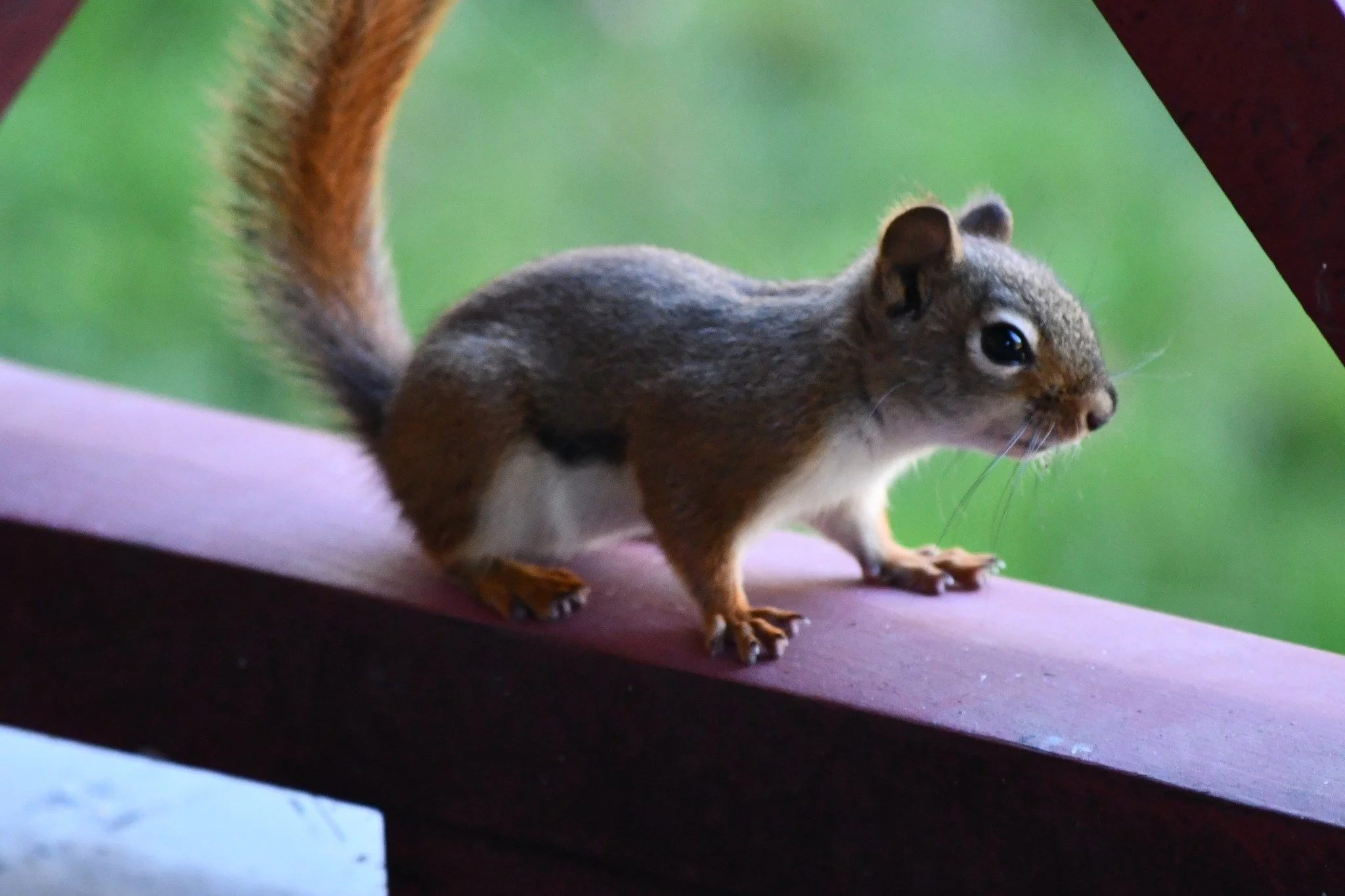 It's #WildlifeWednesday, and today we're highlighting one of the Santanoni Preserve's year-round residents: the red squirrel. Although the Pruyns weren't fans (red squirrels often raided the corn supply meant for the Farm's livestock) we think red sq