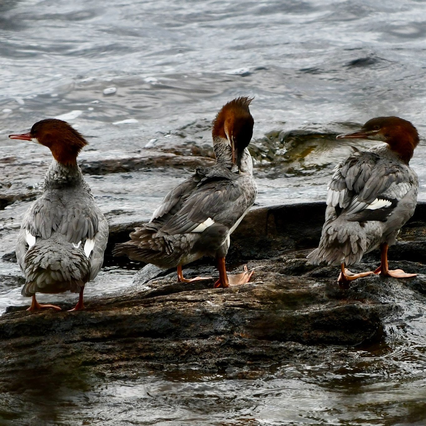 Did you know there have been 98 species of birds recorded at the Santanoni Preserve? 
🦅
Get a glimpse of a few of these species during a guided bird walk next Friday, May 8, with Guide Charlotte Demers. 
🦆
Participants will meet at the upper parkin