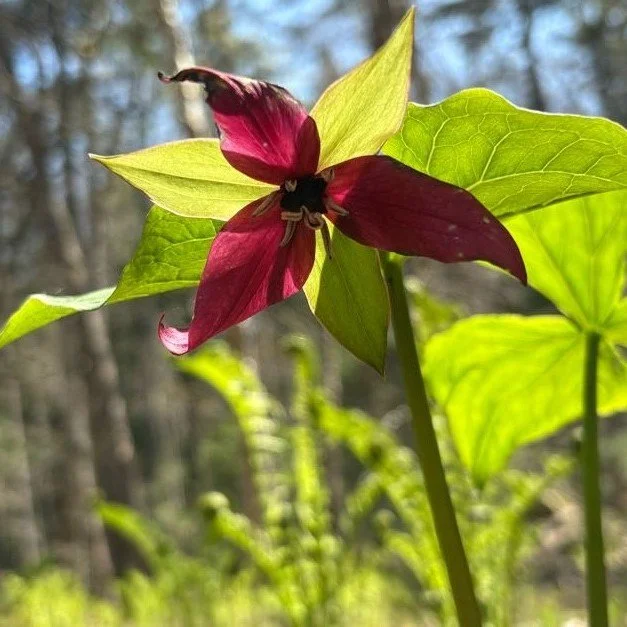Have you ever wanted to know more about all the vibrant colors you see at the #SantanoniPreserve in the spring time? 
🌸
Now's the time! Join Guide Charlotte Demers on Sunday, May 24 for a spring wildflower hike.  Take a leisurely one-mile hike to th