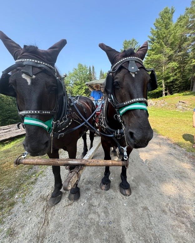 Want a lift during our Art and Music Day event? 

Sign ups for a complimentary wagon ride during our 3rd Annual Art and Music Day on July 11 are now live on our website, greatcampsantanoni.com!

Hop on the Newcombe Farm wagon at 10 a.m. to see all th