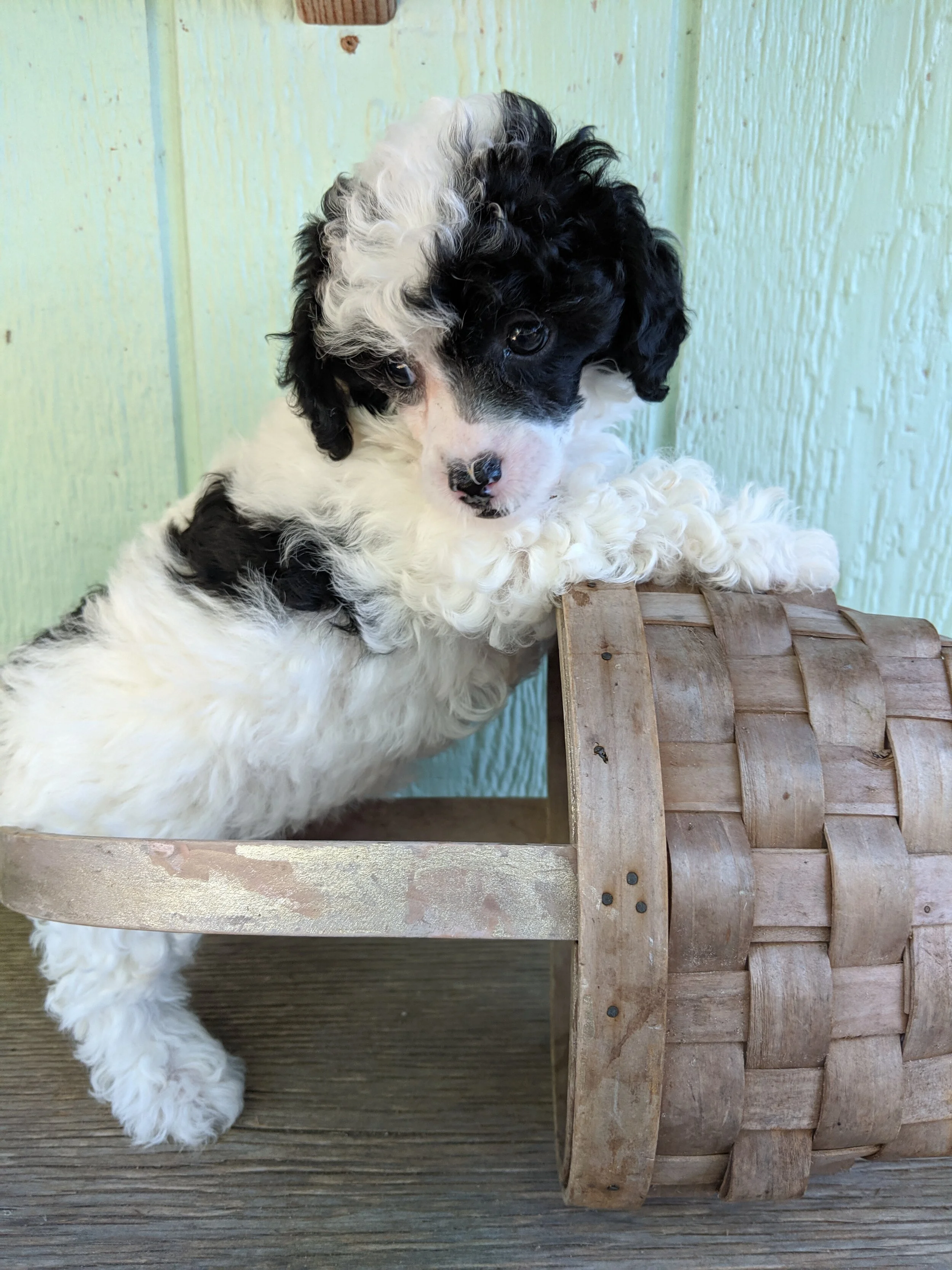 pets tucker paddy's market