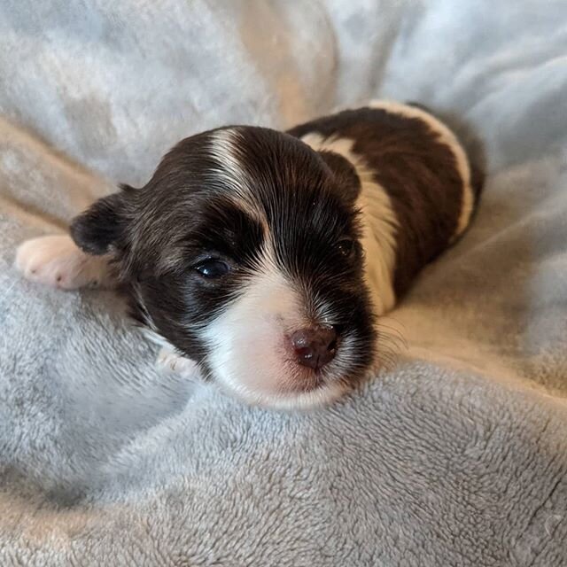 Meg is such a cute chocolate parti Havanese.

#havanese #havaneseofinstagram #puppy #puppiesofinstagram #puppies