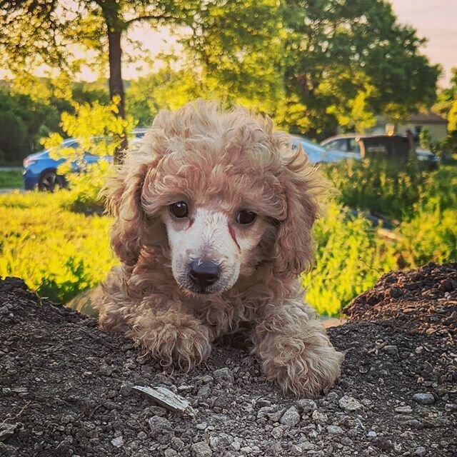 #poodlepuppy #tuckerfamilypets #apricotpoodle