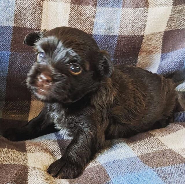 #havanese #havanesepuppies #chocolatehavanese #darkchocolate #tuckerfamilypets