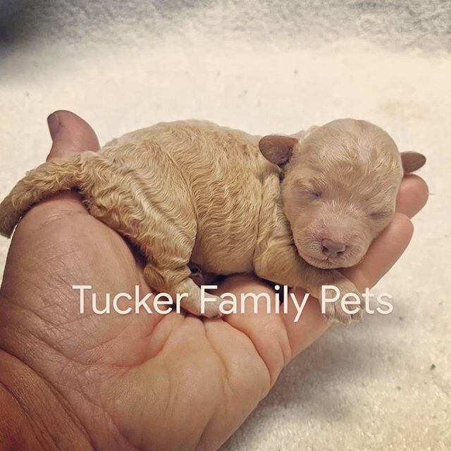 #toypoodle #puppylove #tuckerfamilypets
