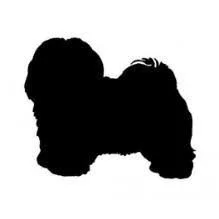 havanese.jpg