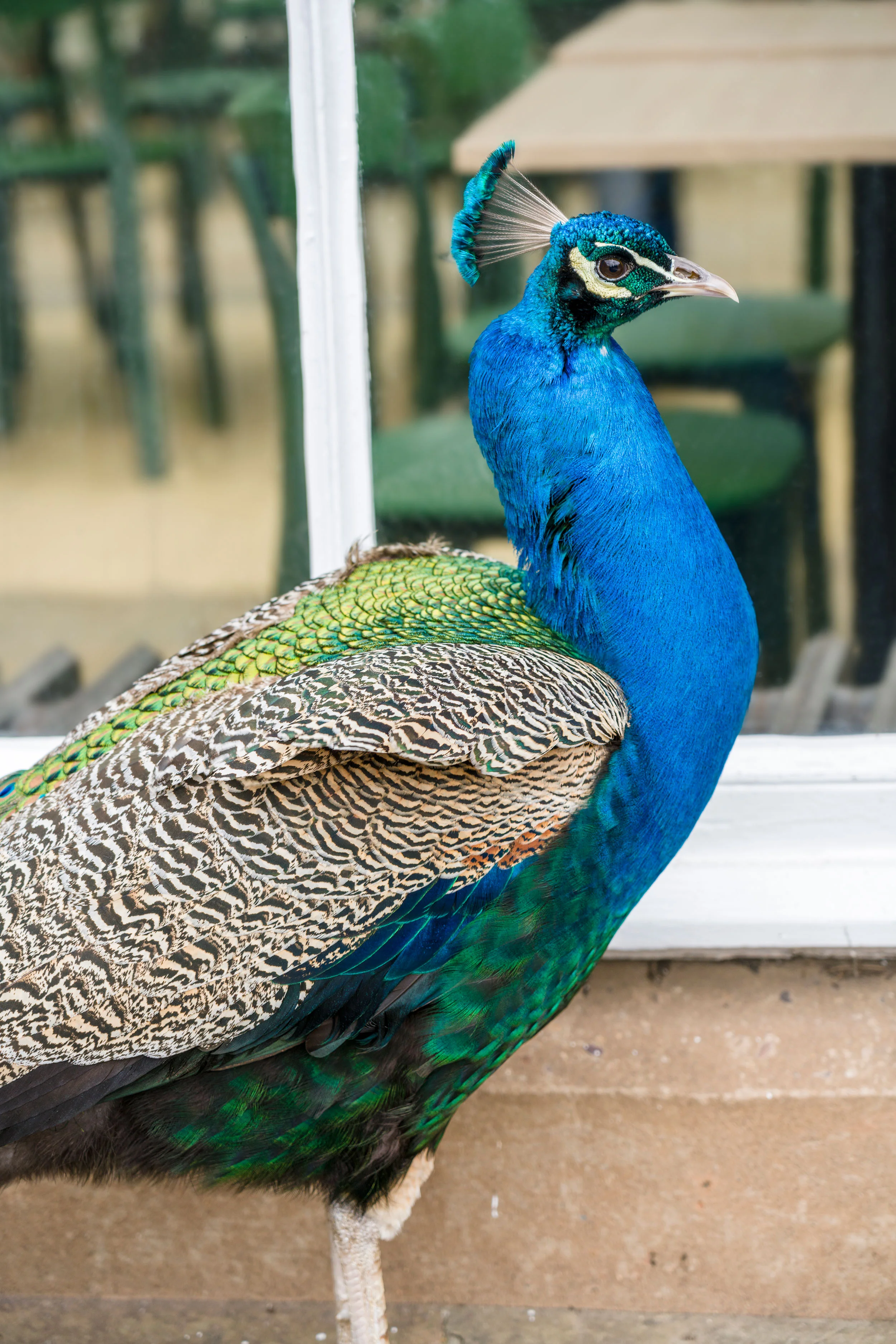 Kiwi&Pom_Conservatory_07.jpg
