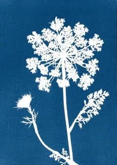   Catherine Tully &nbsp;creates her "sun prints" using an 1800s photographic process. After the use of sunlight and rainwater or melted&nbsp;snow, her botanical images emerge with Prussian blue and white colors. She uses other materials and technique