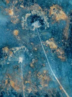   Catherine Tully &nbsp;creates her "sun prints" using an 1800s photographic process. After the use of sunlight and rainwater or melted&nbsp;snow, her botanical images emerge with Prussian blue and white colors. She uses other materials and technique