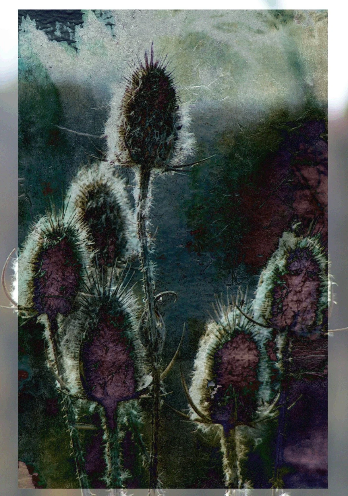 Teasels