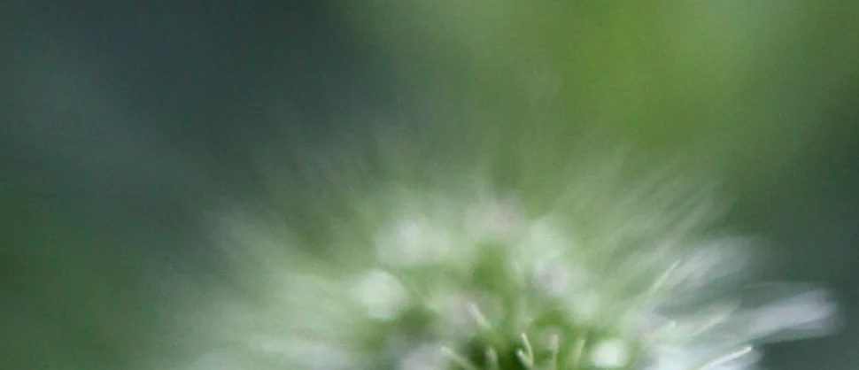 FLOWER_GREEN_BLUE_WHITE_CENTRALPARK_NYC_CROP_IMG_7687.JPG