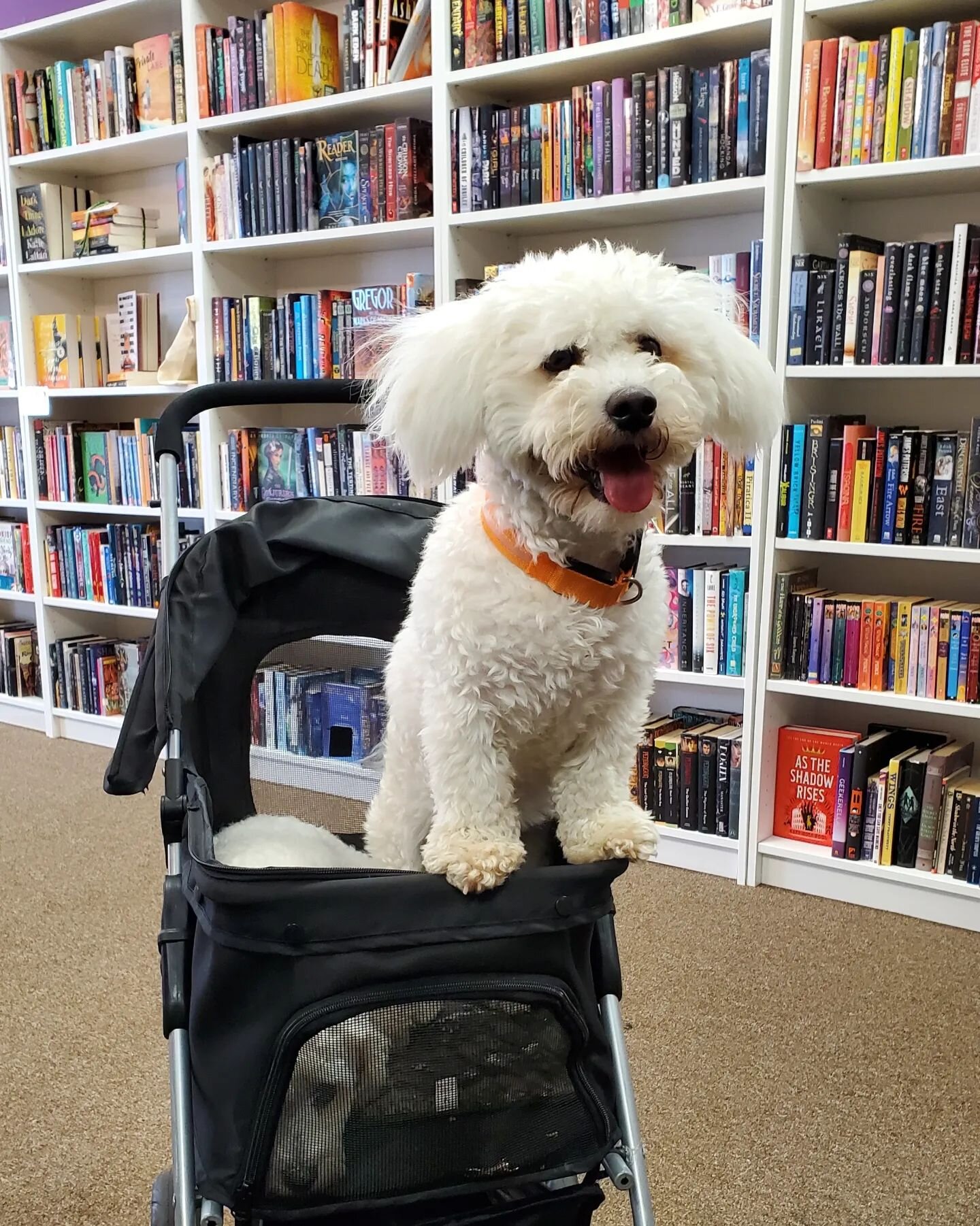 One week ago today I celebrated my first #IndependentBookstoreDay in the new space 🥳! It was wonderful to see so many familiar faces along with new ones too... even some doggies 🤗🥰. Thank you for helping me celebrated Indy Bookshops like mine! Hap