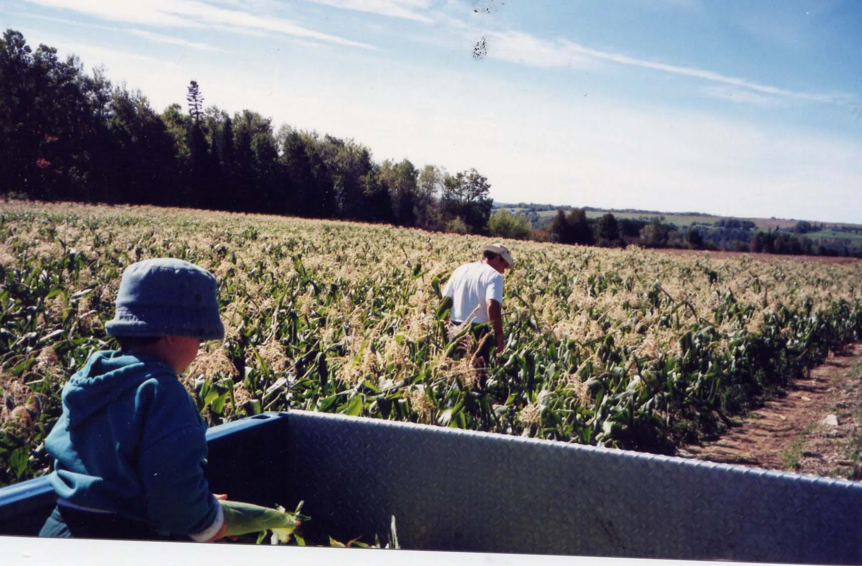 picking corn in Ford.jpg