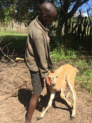 This baby eland was found by the community