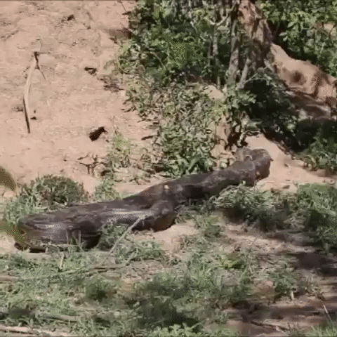 Another predator — a huge python!