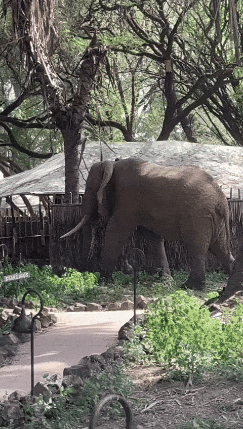 WhatsAppVideo2025-05-12at11.33.40AM-ezgif.com-optimize.gif