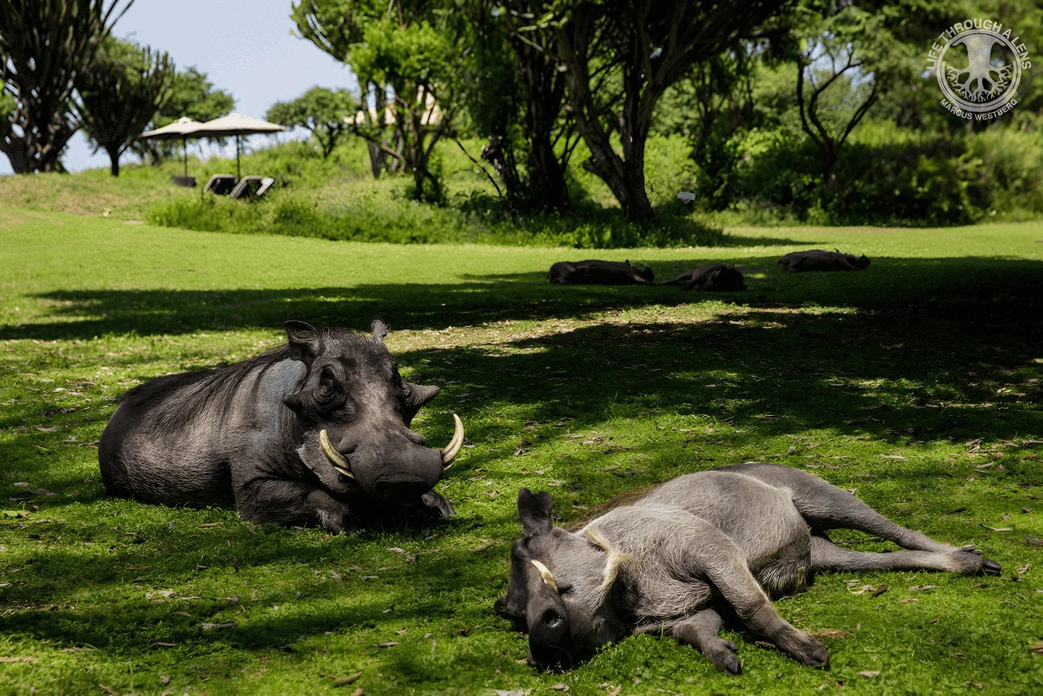 Warthog_upscayl_3x_upscayl-standard-4x copy-1.jpg