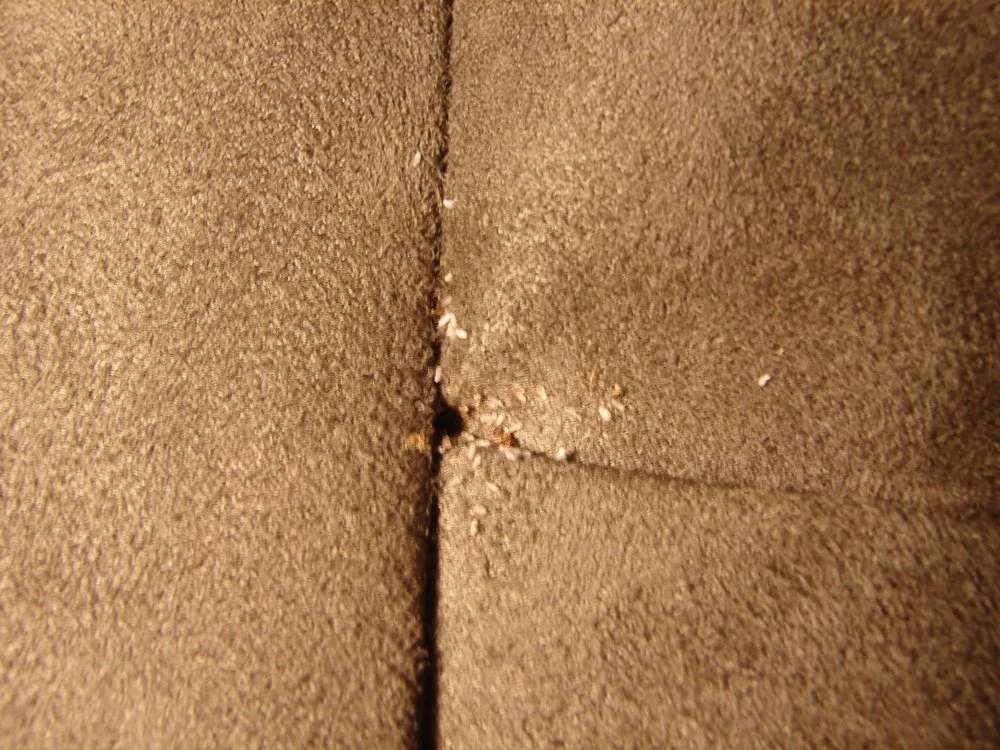 Bed Bug Questions And Answers Addison Pest Control The Experts - Can Bed Bugs Live In Leather Jacket Bed Bug Questions And Answers Addison Pest Control The Experts - Can Bed Bugs Live In Leather Jacket