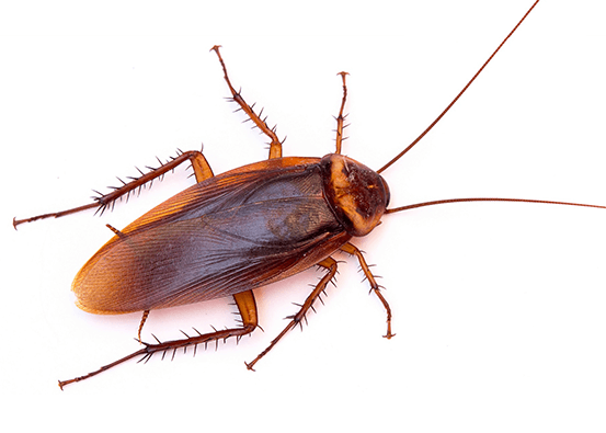 Addison Pest Control is the Cockroach specialist. We have never failed to eliminate an infestation.
