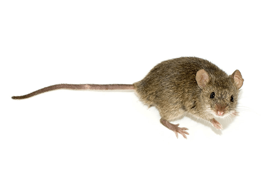 Addison Pest Control is the Rodent specialist. We have never failed to eliminate an infestation.