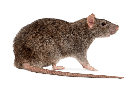 Addison Pest Control is the Rodent specialist. We have never failed to eliminate an infestation.
