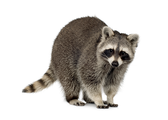 Addison Pest Control is the Raccoon specialist.