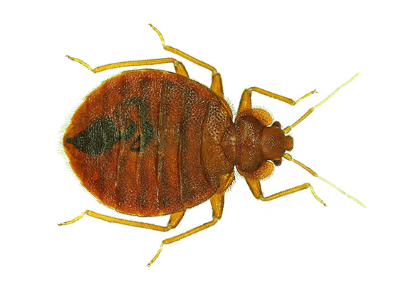Bed Bug Extermination