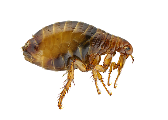 Addison Pest Control is the flea specialist. We have never failed to eliminate a flea infestation.