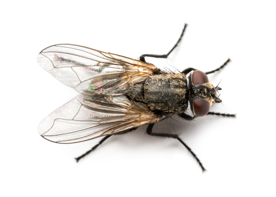 Addison Pest Control is the fly specialist. We have never failed to eliminate a fly infestation.
