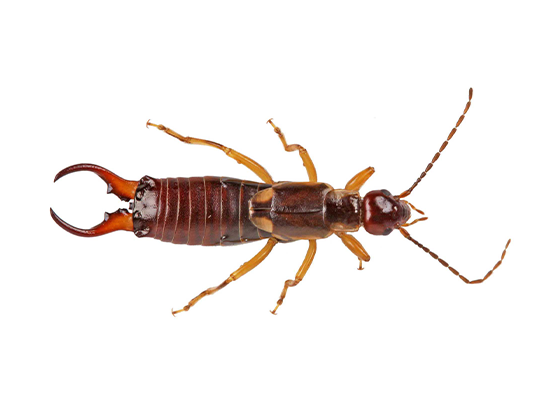 Addison Pest Control is the earwig specialist. We have never failed to eliminate a earwig infestation.