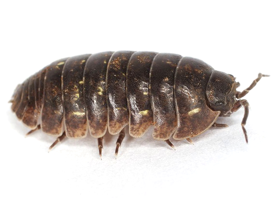 Addison Pest Control is the pillbug specialist. We have never failed to eliminate a pillbug infestation.