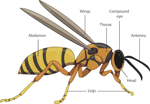 What Are Wasp’S Major Body Parts? – USYVDH