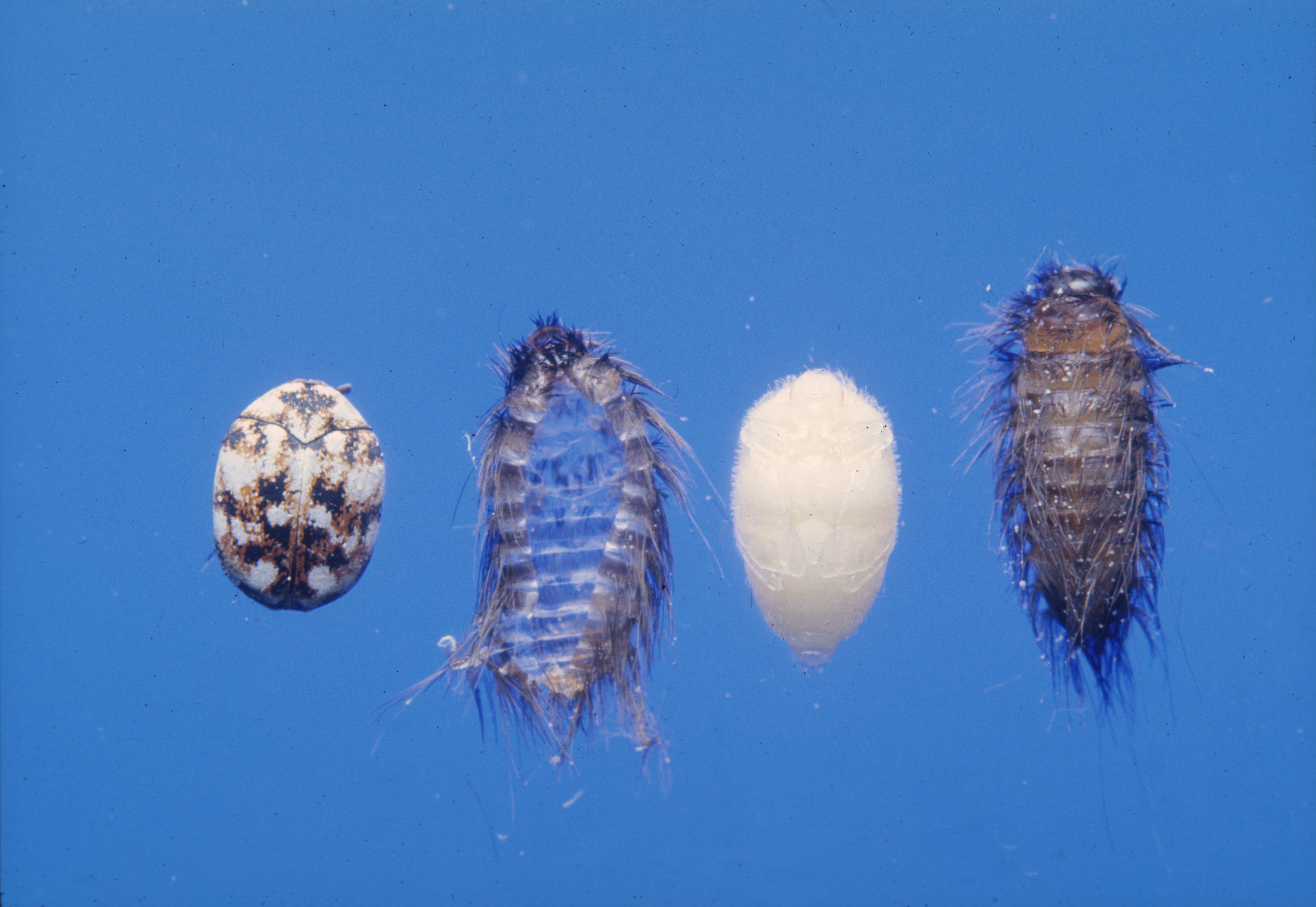  Carpet Beetle Extermination Cost