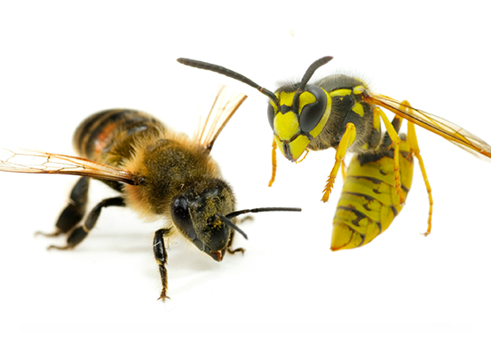 Bee, Wasp and Hornet Extermination