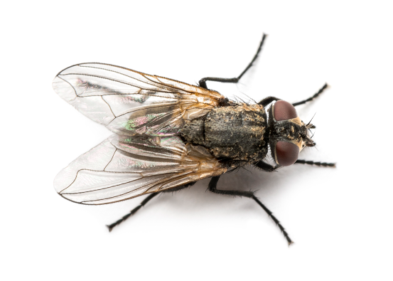 House Fly Extermination