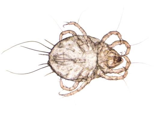 mites.png