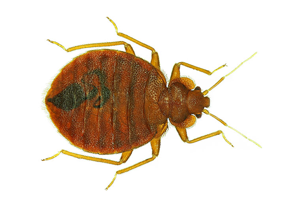 bed_bug_silhouette_optimized.png