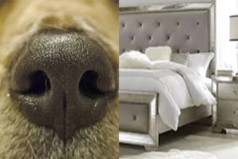 k9_bed_bug_inspection_canine.jpg