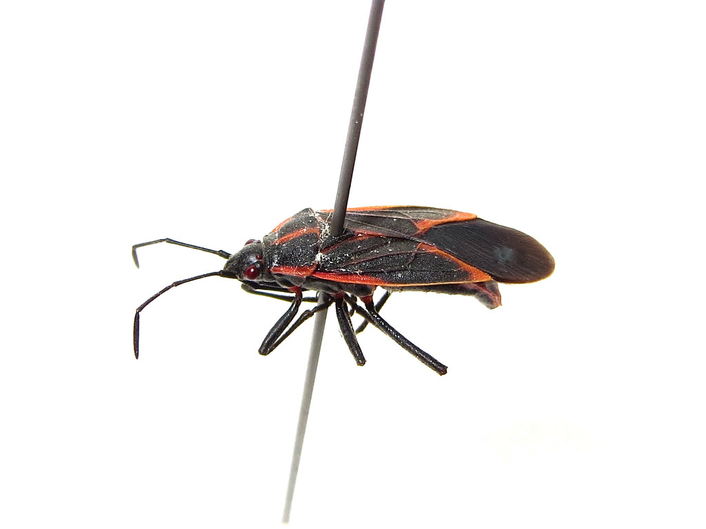 Boxelder Bug Extermination