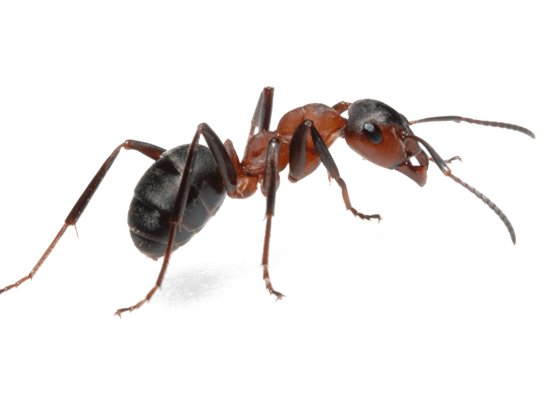 Ant Exterminator Near Toronto