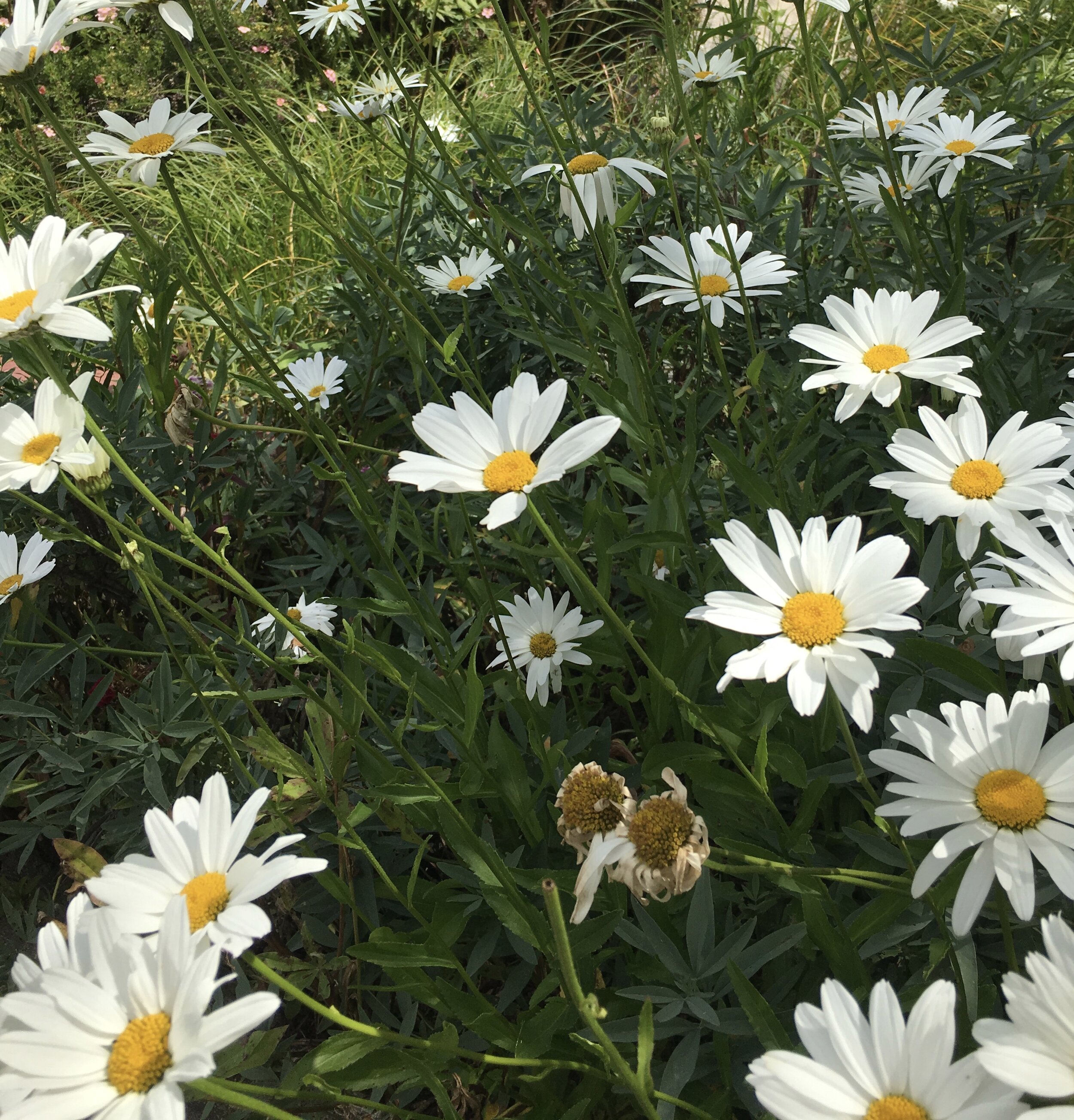 Spring Into Summer,  Let Ayurveda Help