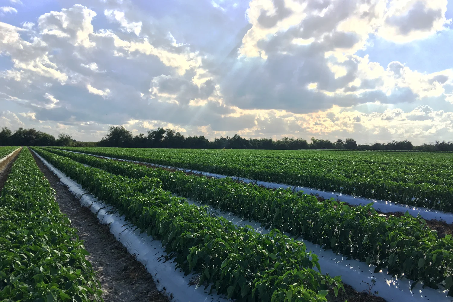 ARK-FARM-HEADER.jpg