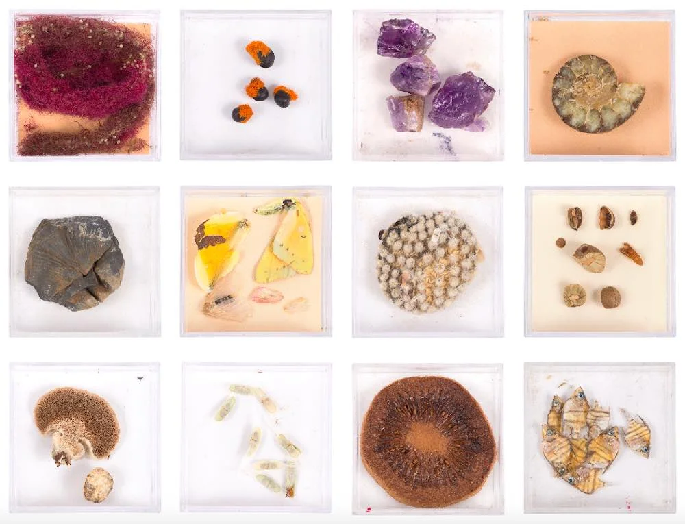 Nature+Lab_Tiny+Town_RISD.jpg