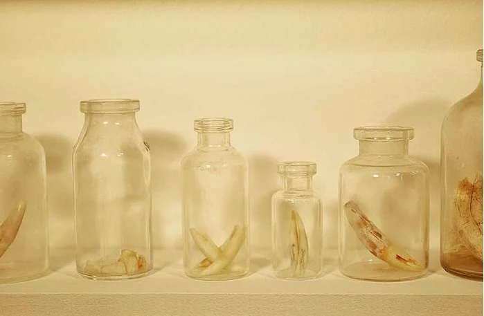 Dentition Cabinet (2011), Dimensions: 74 x 67 cm | Materials: Wood, Teeth, Glass, Paint. | "These strange little objects, essential for our survival, are the things that survive longest after we go. Camel, Fish, Goat, Fox and Human Teeth are just a few of the 300 teeth contained in this cabinet, collected throughout 2011 around the United Arab Emirates and during my travels."
