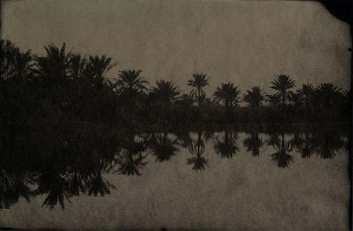 © Phil Nesmith - Palms, 2007